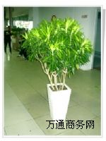 ֲ����[,��hֲ����[