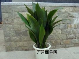 ��ľ��[,��h��ľ��[