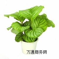 ��hֲ����[,��hֲ����[����