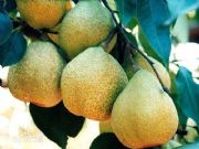 �|����(y��u)�ݵ��R��桾����(y��ng)��_�ϲ��R������l(f��)