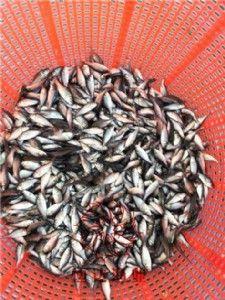 ��ɫ�����A�^�a����ۣ����e�a�~�����l�������V�ݺ��_�O�I��