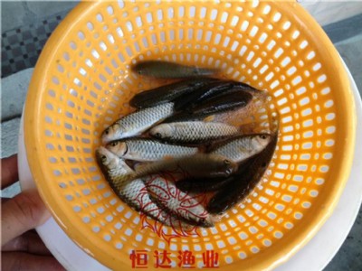 �����_(d��)�O�I(y��)���������~�磬�⵹�̰��~�����l(f��)