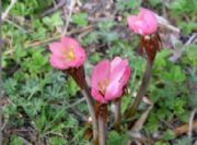 ���ʶ���