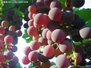 ��������ȡ��