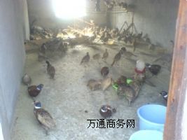 �V���߲�ɽ�u�����l(f��)��ɽ�u��r(ji��)��