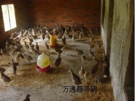 ����ɽ�u�������ɽ�u�N���N��