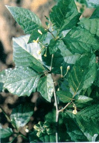 ������ȡ��     ������s��