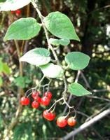 ����(y��ng)����Ӣ����ë�٣���ˎ�壬��֦ɏ��������