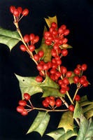 �����ȡ���轶��ǣ���轝�s�w��