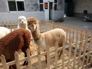 �����������{