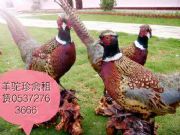 ���u�������{