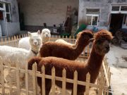 ���u�������{�r(ji��)��