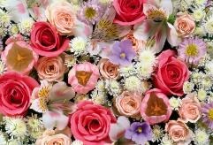 ��ī�ٻ��㾫