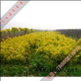 ���h����(y��ng)��ľ���~��