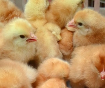 �����N��ɽ�|�t���u��/��ꖼt���u��