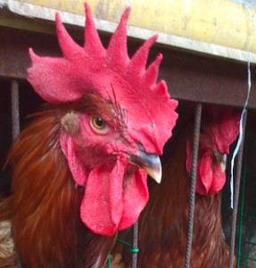 ̩���t���u�繩��