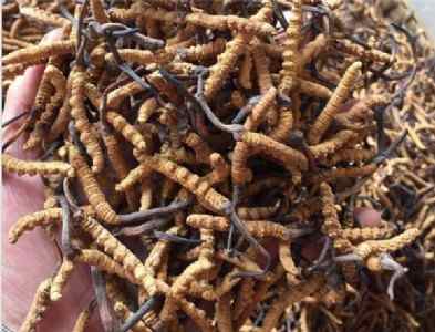 ���_���ն��x�Ĳ� ���_���x�Ĳݻ��Ճr���