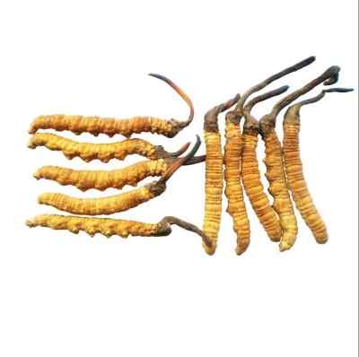 ���_�����л��ն��x�Ĳݵ��� ���������x���Ԓ ��ַָ��