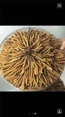 ���_ƽ�l�h���՟��� ���՞o�������o�ݽ��gϵ�о�