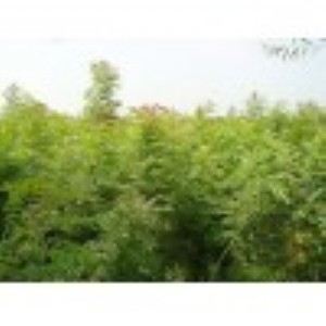 ����(y��ng)�I(y��ng)�B(y��ng)���S�Bľ���G�����S�Bľ��5�����S�Bľ