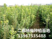 ��̿��÷�硢�㽭��÷���硢ݩ�j��÷������Ԯa