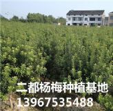 ݩ�j��÷��_��̿ݩ�j��÷����_��÷��Ʒ�N