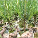 ����(y��ng)��i�ּ��ձ�������� ��֬����2̖(h��o) �ɘ����(ch��ng)