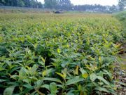 �����F������������� ���S����2̖ �����r��