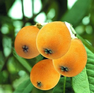 ���������� ������������ ���������� ïľ������ �����̖