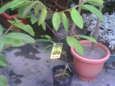 �����_���P������� ����֦�� ����P���� ���ع��� ���ع�