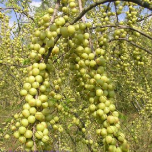 ����(y��ng)ţ�ʹ��� ��ʹ��� ţ������ �͸����� ����ʹ��� ����