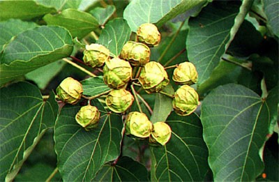 ����(y��ng)ǧ��ͩ�� ǧ��ͩ�N�� ��ͩ�N�� ����ͩ�� ��ͩ�� ǧ��ͩ