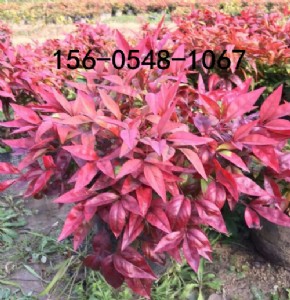 �������u������ɽ���-���Ի�����ɽ���r����