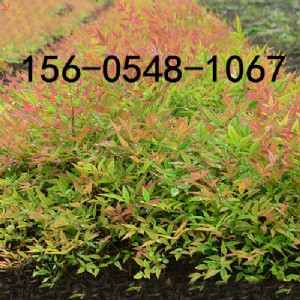 ���ۻ�����ɽ����-���Ի�����ɽ�񡢾G��������ɽ���