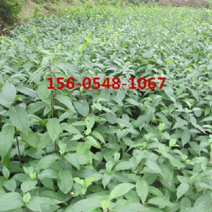 ����5����6���ֶ���С��r��|�������u���٘����