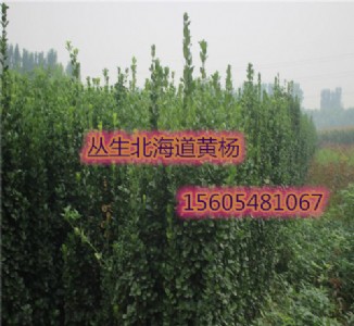 ɽ�|2��-3��4�ׅ����������S��r��ֱ�N