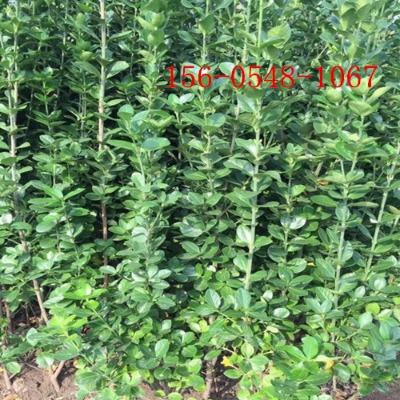 1.2�ױ������S�2�ס�3�ס�4�ױ������S��