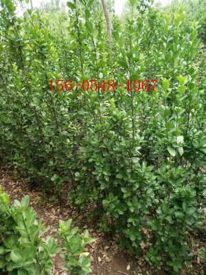 �����������S��a�����l1.2��-�������S�1.5��