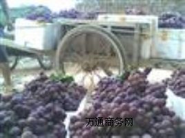 �R����샞(y��u)�|(zh��)���N�����緱������