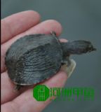 ���B(t��i)���~��