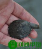 ��ˮ���A�M�����l�r��