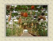 �߲�ˮ�����ﱣ�ذ�ӟ��(�D)