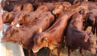 ι��ţ������ţ�����A���� �L�É�������