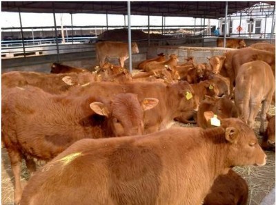 ��ţ���ʼ��g(sh��) ��(y��u)�r(n��ng)�����ӄ���ǰ����