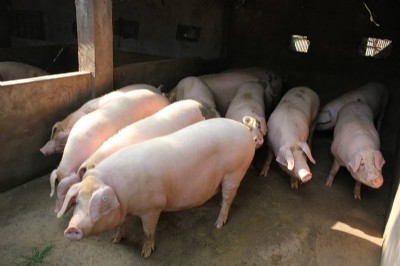 �i���ٴ߷ʷ��� ��(y��u)�r(n��ng)�����ӄ�ι�iЧ���