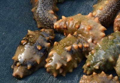 ����������ӄ� ��(y��u)�r(n��ng)���o(w��)�����a(ch��n)