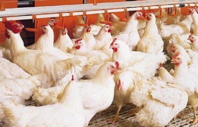 ���u������ӄ� ��ע������ӄ������L(zh��ng)