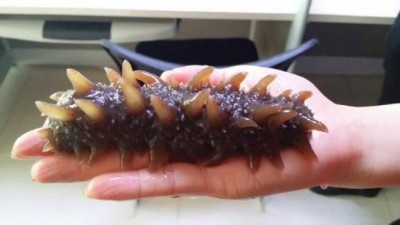 �������M���L�l�� ���r��΢���B�o���Bֳ