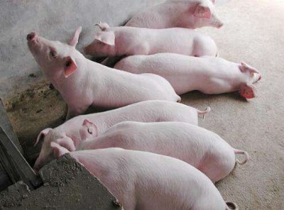 �����i����ι�L�ÿ� �J�ʃ��r��΢���B