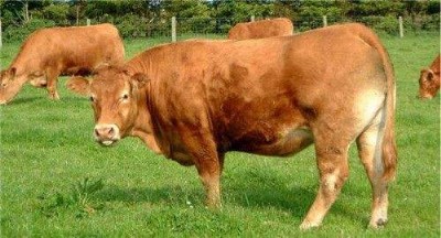 ��ţ���ٴ߷���ʲô ��(y��u)�r(n��ng)�����L�ٶȿ������